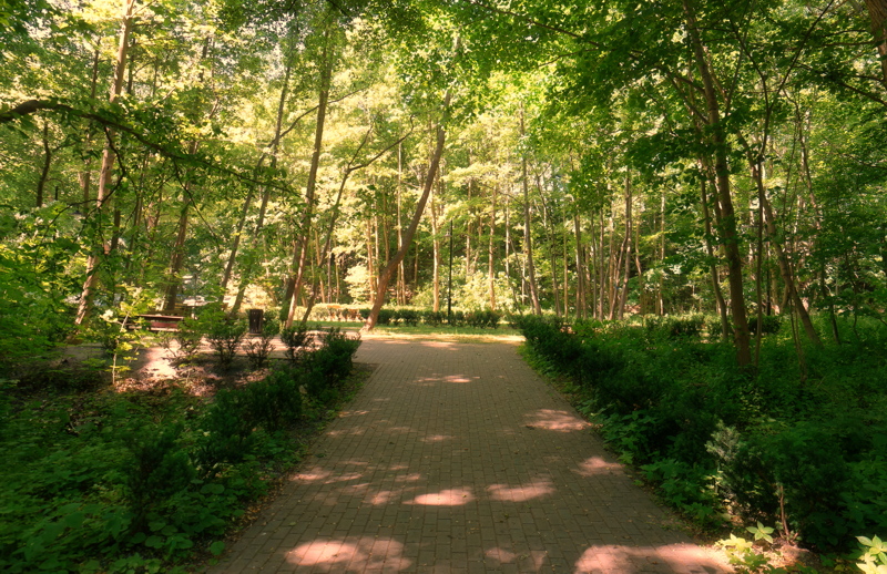 19 Tranquil, treelined path situated in a city park